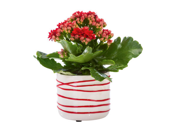 Flowering Plants