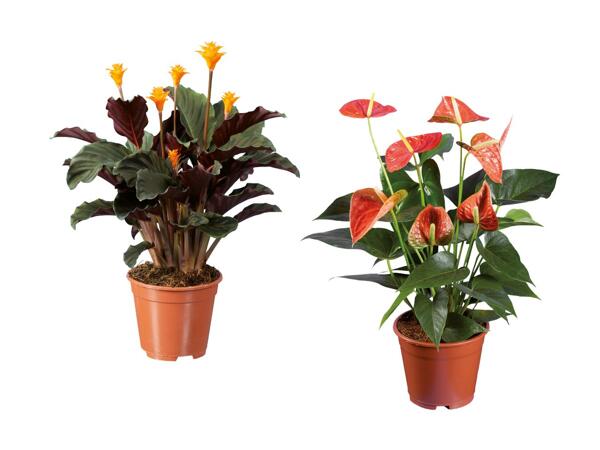 Blomstrende plante