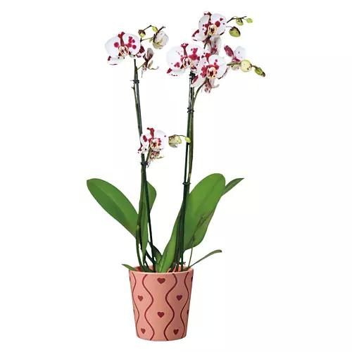 5" Valentine's Day Orchid - Assorted Color