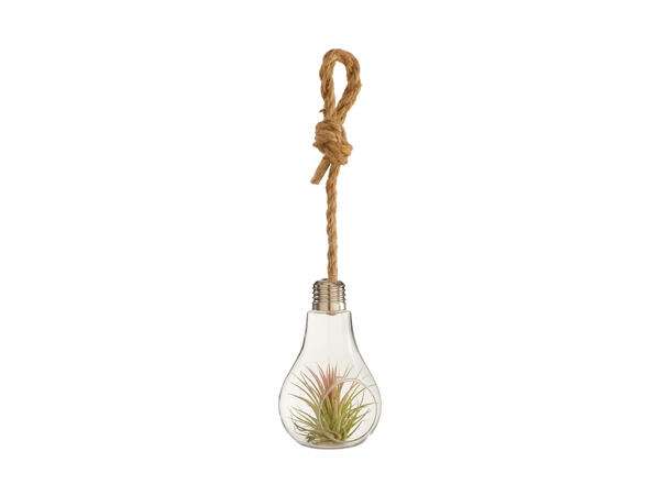 Tillandsia dans une ampoule