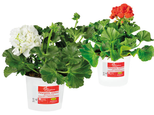 Pelargonie stehend