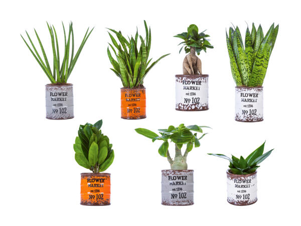 Plantes vertes dans des pots spéciaux