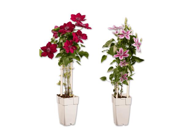 Clematis (Waldrebe)