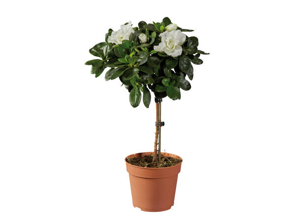 Standard Azalea