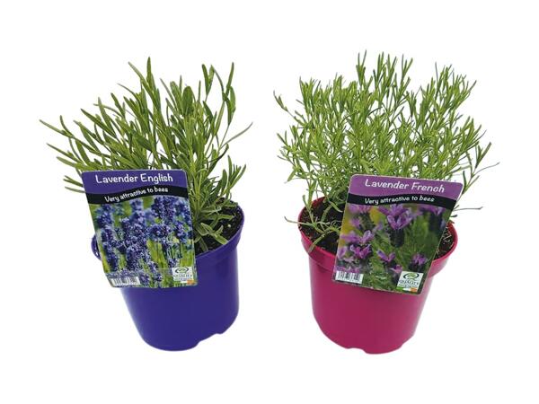English/​French Lavender