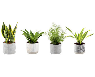PLANTE VERTE