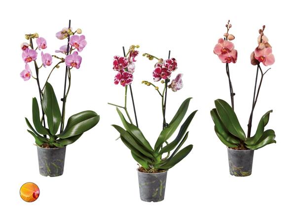 Phalaenopsis 2 tiges