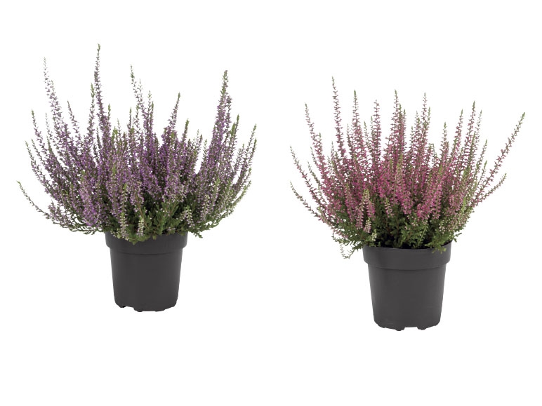 Autumn Heather
