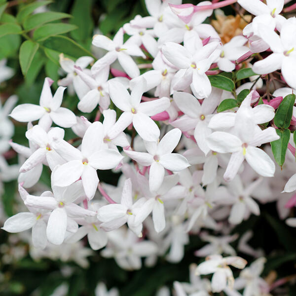 Duft-Jasminum Polyanthum