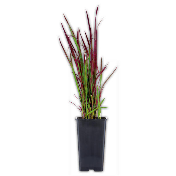 Blutgras "Imperata Red Baron"