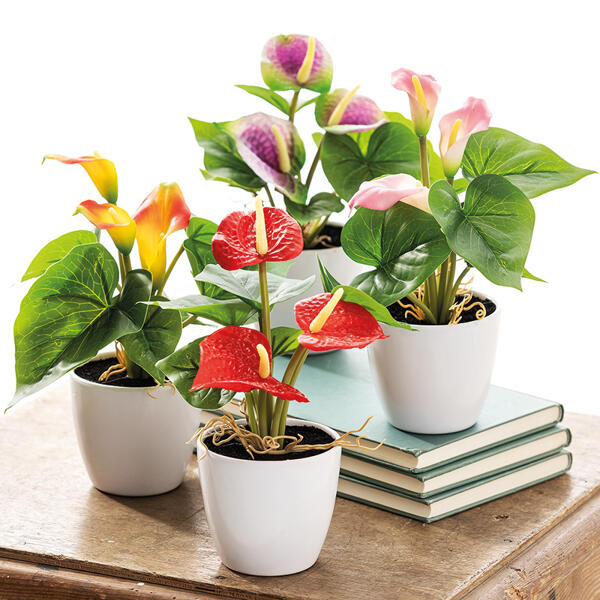 Mini-Deko-Anthurie oder -Calla