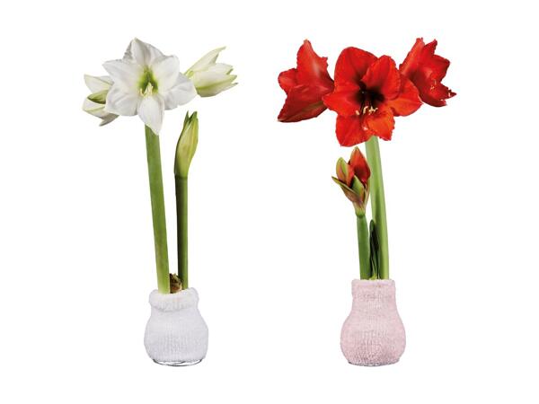 Amaryllis dans une chaussette en tissu "Fashion Cozy"