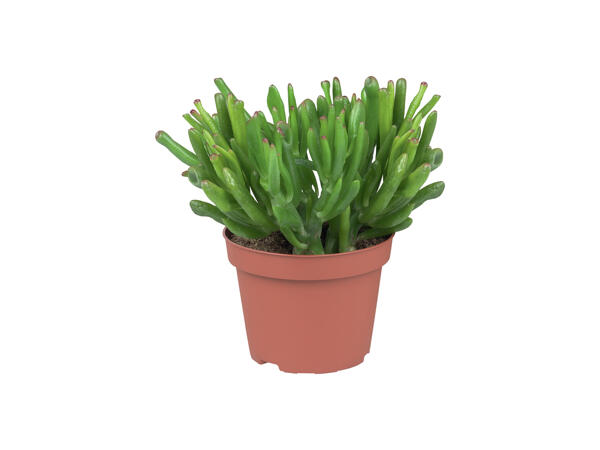 Succulent