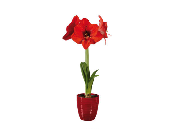 Amaryllis im Keramiktopf