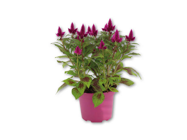 Celosia i 2 liters potte