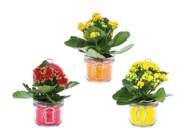 Kalanchoé dans un bocal