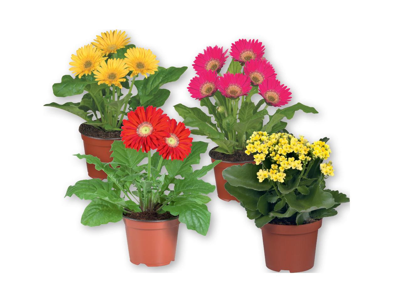 Flowering Plants