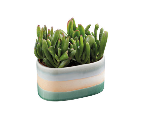 Succulent in Glazed Ceramic
