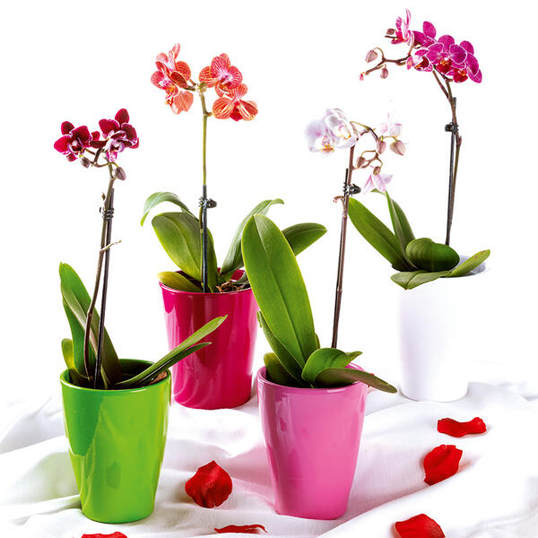 Midi-Orchidee