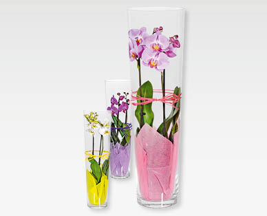 Phalaenopsis Marylin GARDENLINE(R)