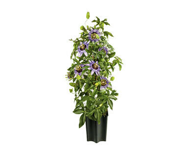 PASSIFLORA PIRAMIDE