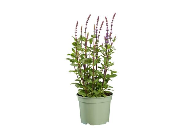 Stor staudeplante