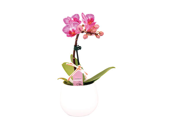 Mini-orkidé i keramik