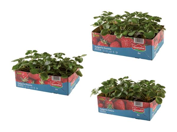 Piantine di fragole