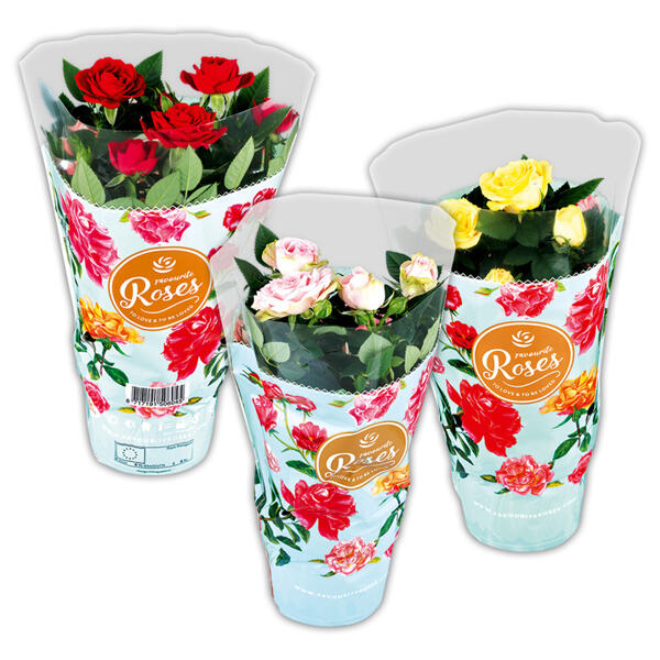 Topfrose
