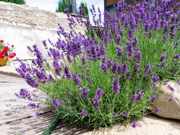 Lavendel