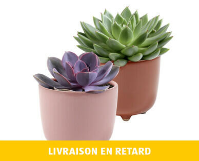 PLANTE SUCCULENTE