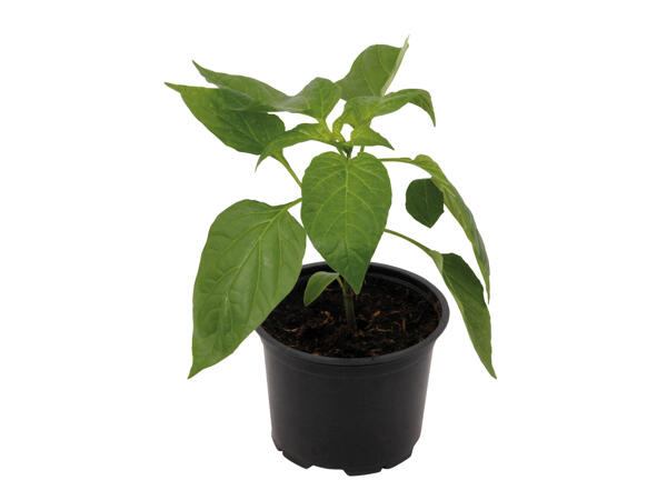 British Vegetable Plants