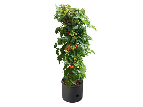 Tomato Planter