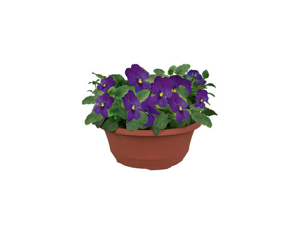 Violettes en coupe