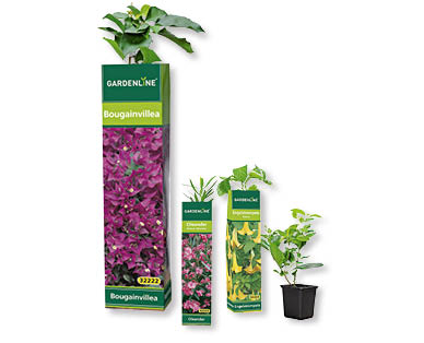 Assortimento di piante tappezzanti GARDENLINE(R)