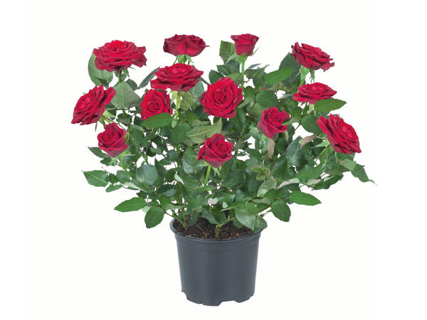 Mini Rose