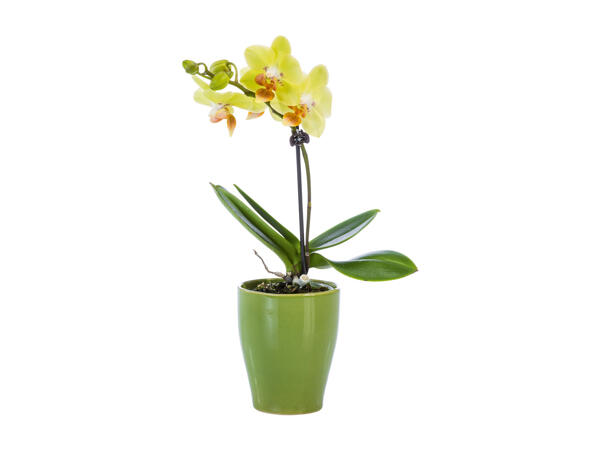 Mini Phalaenopsis