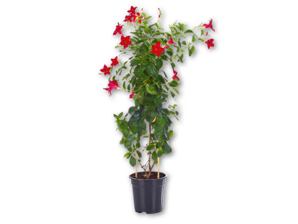 Dipladenia