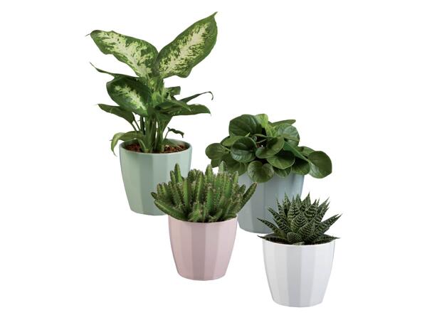 Green Plants
