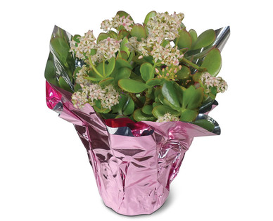 Pacific Pink Blooming Jade