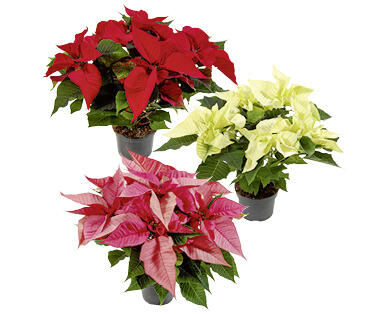 WEIHNACHTSSTERN