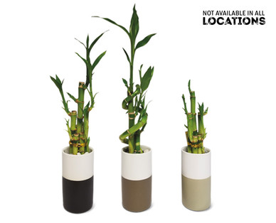 4" Lucky Bamboo