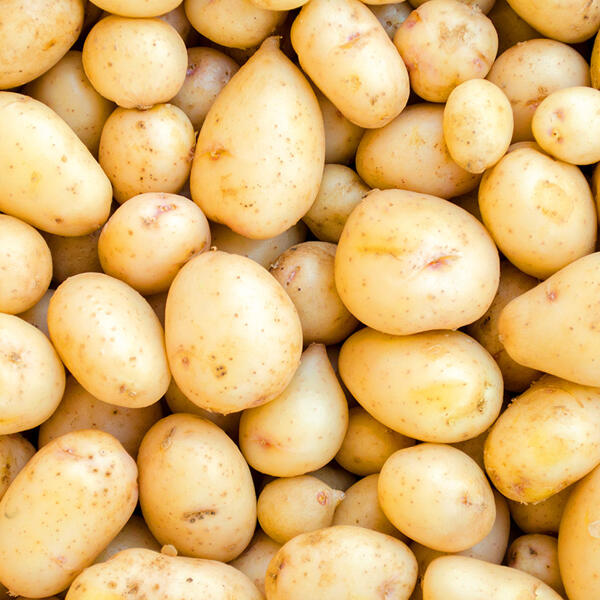 Speisekartoffeln