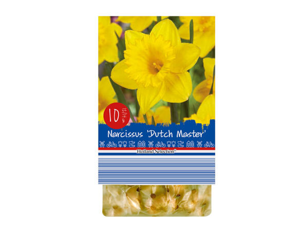 Bulbes à fleurs de printemps