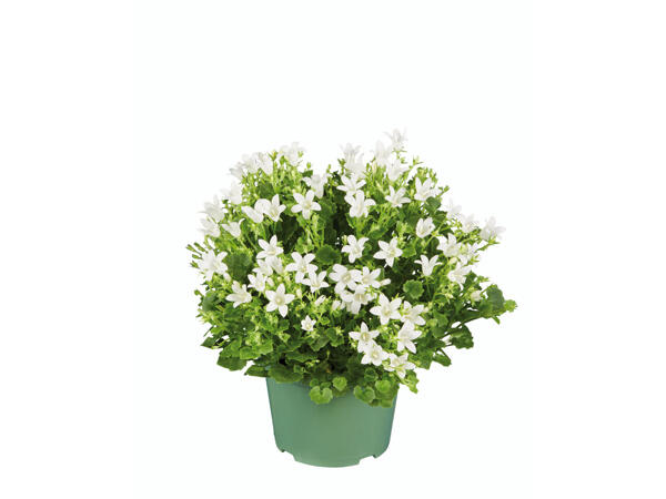 Glockenblume Campanula Get Mee