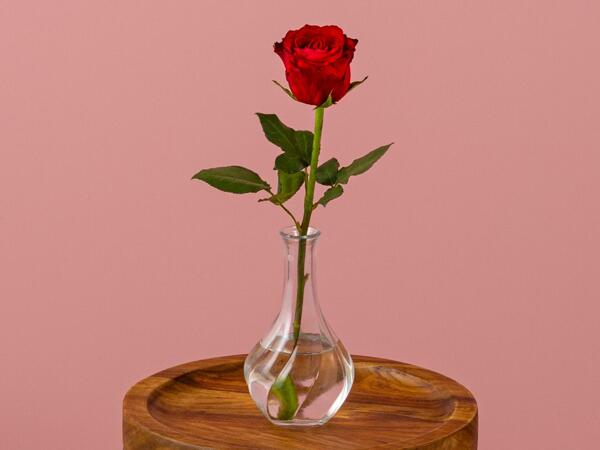 Single Rose