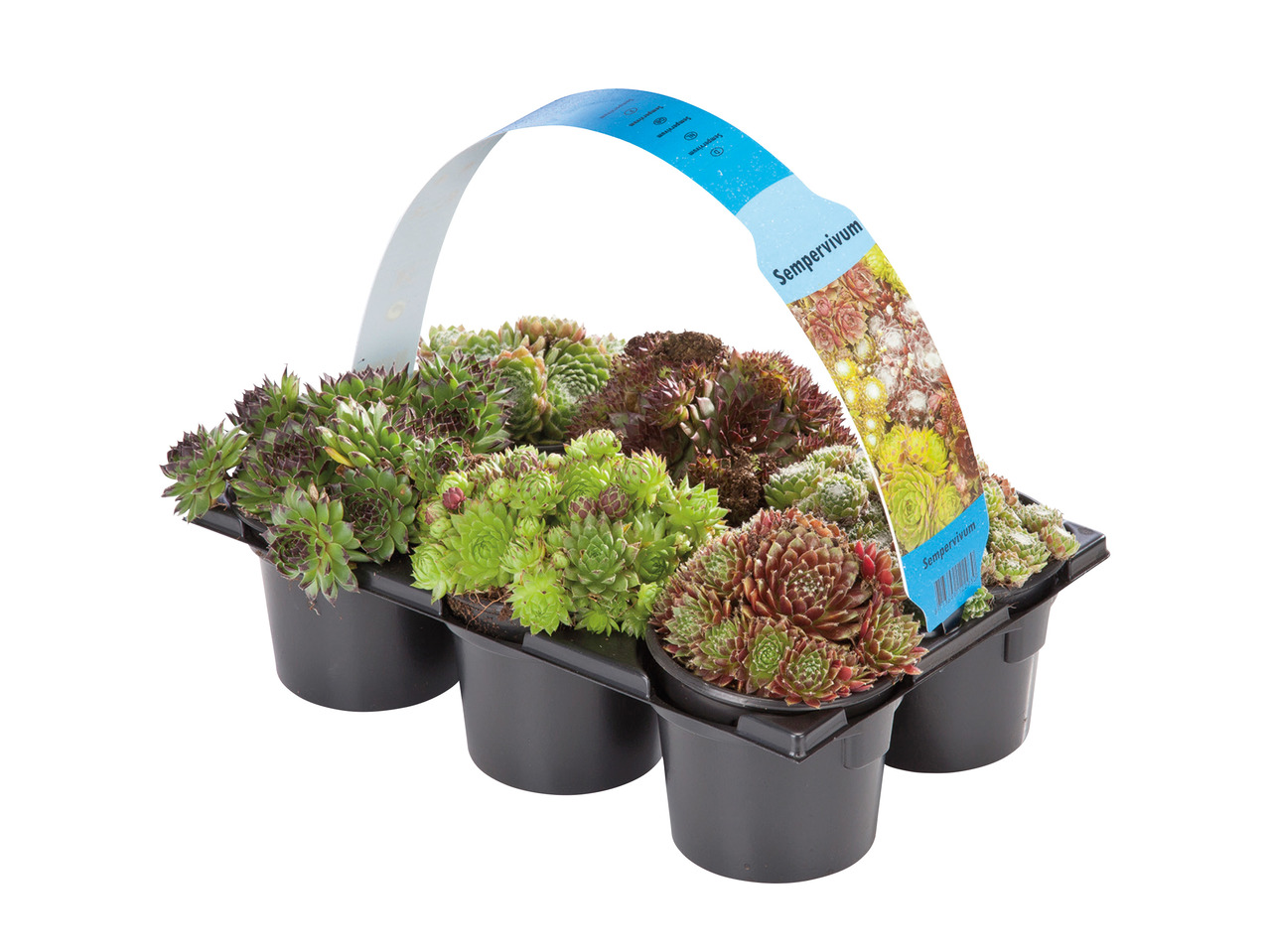 Sempervivum Mixed1
