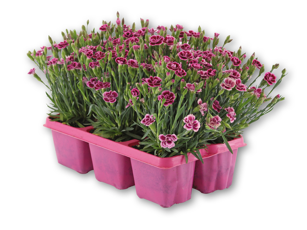 Dianthus pink kisses i 6'er bakke