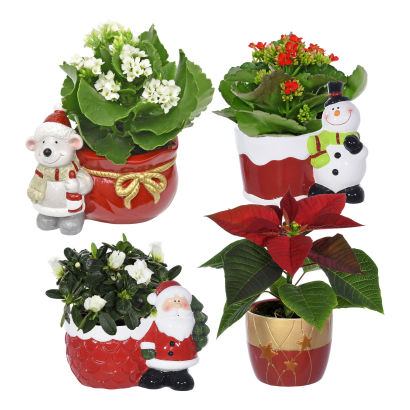 Miniplante i julepotte