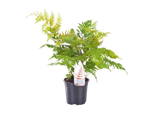 Hardy Fern Mix